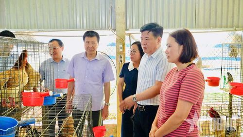 Lãnh đạo xã Bảo Thắng tham quan mô hình nuôi gà của gia đình chị Trần Thị Huyền ở thôn Cố Hải.
