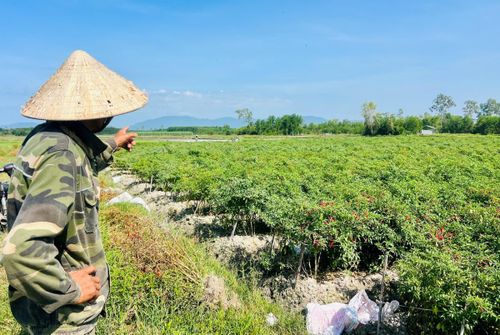 Người dân trồng ớt gặp khó khăn về đầu ra.