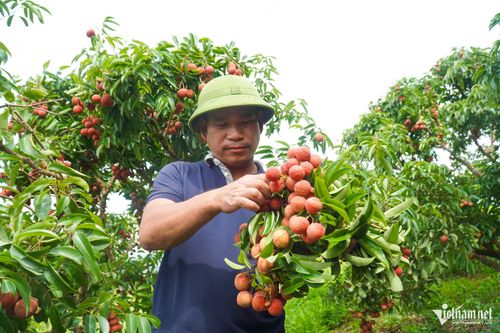 Ông Lý Văn Trí nói rằng năm nay đầu ra cho quả vải rất thuận lợi.