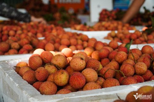 Nhờ chất lượng đồng đều và khả năng truy xuất nguồn gốc, sản phẩm từ các "vườn vải đẹp" duy trì mức giá cao trong suốt vụ.