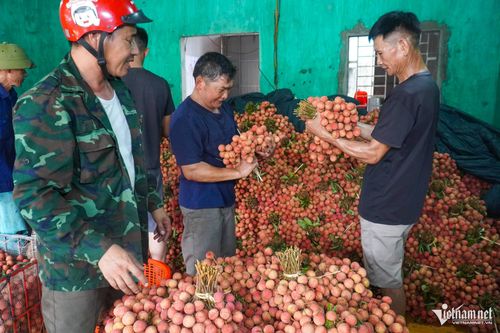 Theo các hộ dân, việc đáp ứng các đơn hàng lớn sang Nhật Bản (khoảng 10 tấn) vẫn gặp khó khăn do sản lượng vải thiều năm nay sụt giảm mạnh.