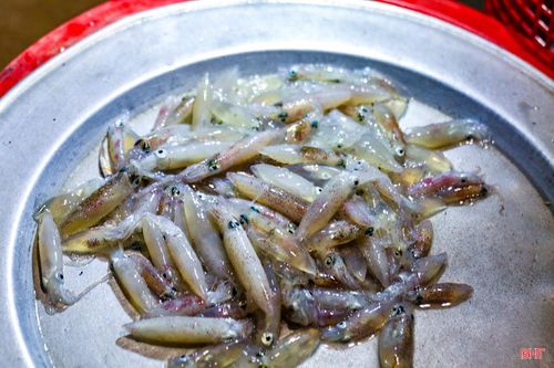 Mực là mặt hàng được nhiều người mong chờ nhất. Những con mực nhấp nháy dưới ánh đèn khiến nhiều du khách thích thú.