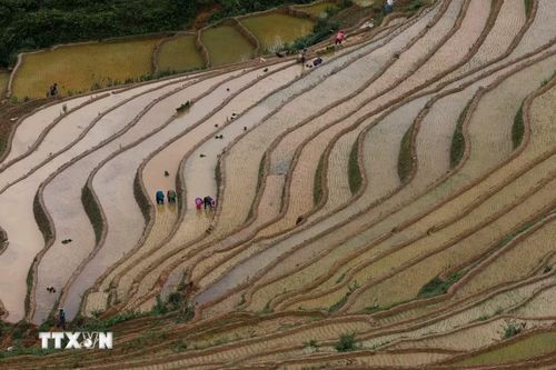 Người dân vùng cao Mù Cang Chải (Lào Cai) bước vào vụ lúa mới. (Ảnh: Tuấn Anh/TTXVN)