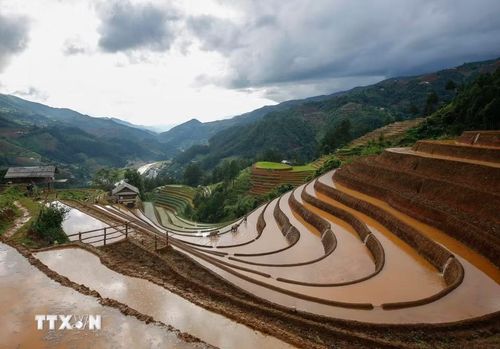 Những thửa ruộng bậc thang trải dài uốn lượn như những dải lụa vàng óng, tạo nên bức tranh thiên nhiên thơ mộng. (Ảnh: Tuấn Anh/TTXVN)