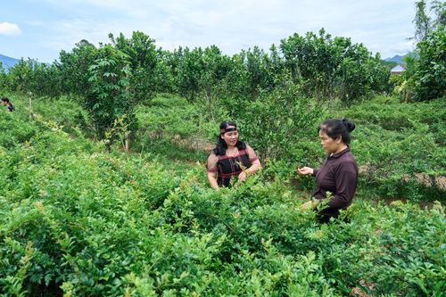 Phụ nữ Cơ Tu triển khai phát triển mô hình chè dây từ nguồn dược liệu bản địa.