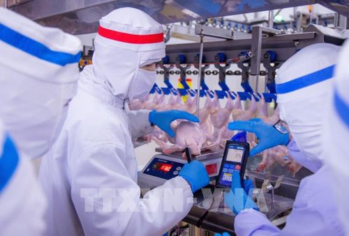Quy trình kiểm tra chất lượng thịt gà tại nhà máy CPV Food Bình Phước. Ảnh: Hương Giang - TTXVN
