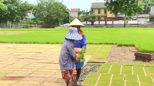 Giống lúa Nếp cái hoa vàng Gia Miêu Ngoại Trang đang được nông dân chuẩn bị gieo cấy trong vụ Thu Mùa.