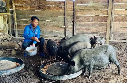  Được hỗ trợ vay vốn chính sách, anh Đinh Văn Điu (xã Kim Sơn) đã xây dựng thành công mô hình chăn nuôi tổng hợp, mang lại hiệu quả kinh tế cao. Ảnh: D.Đ 