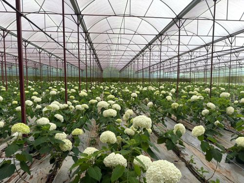 Hoa cẩm tú cầu giống mới, giá trị thương mại cao tại xã Lạc Dương