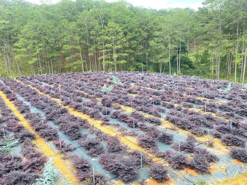 Các giống hoa, lá nhập khẩu từ châu Âu, châu Á đang phát triển phù hợp với thổ nhưỡng trên độ cao 1.500 m so với mặt biển