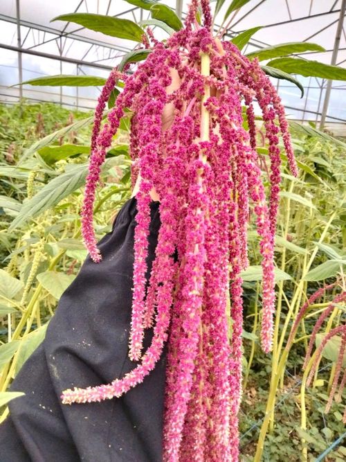 Hoa dền - một trong những giống hoa từ châu Âu đang thích nghi với thổ nhưỡng độ cao 1.500 m so với mặt biển