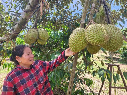 Hàng chục cây sầu riêng của gia đình chị H’Liêm đang phát triển tốt, cho nhiều trái