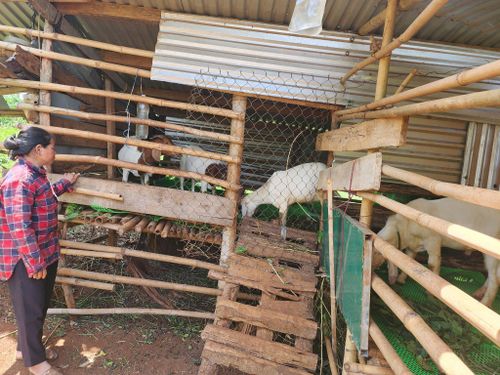 Chị H’Liêm nuôi thường xuyên 4 - 5 con dê để tận dụng nguồn phân chuồng bón cây trồng