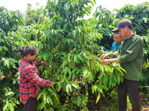 Người dân đến học tập kinh nghiệm chăm sóc cây trồng tại vườn của chị H’Liêm