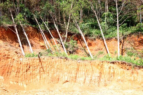 Một vị trí sạt trượt khiến cây cối ngã đổ