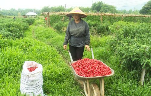 Bà Đàm Thị Thiêm, xóm Nà Tẻng tiếp tục duy trì diện tích canh tác hơn 2.000 m2 ớt xuất khẩu.