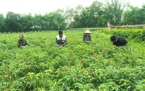 Xã Hòa An trồng gần 10 ha ớt hữu cơ tại các xóm: Nà Tẻng, Dẻ Đoóng, Thanh Hùng, Nà Mè, Thái Cường.