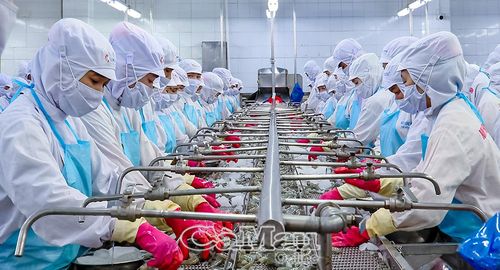 Chế biến sâu giúp nâng cao năng lực cạnh tranh và giá trị xuất khẩu tôm Cà Mau.