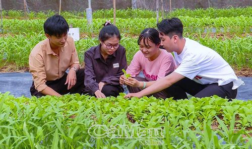Sinh viên Khoa Nông nghiệp và Thủy sản, Trường Ðại học Bạc Liêu, thực hiện đề tài nghiên cứu khoa học sản xuất rau hữu cơ an toàn. Ảnh: ANH TUẤN