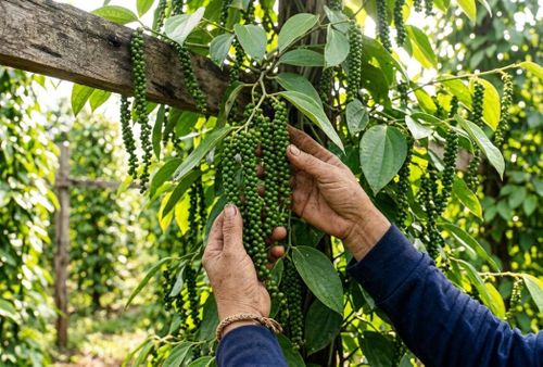 Giai đoạn nuôi trái quyết định năng suất hồ tiêu. Kiểm soát hệ thống thoát nước, bón cân đối tỷ lệ cùng phòng bệnh sinh học sẽ giúp cây chống rụng gié, chắc hạt. (Ảnh: BZ)