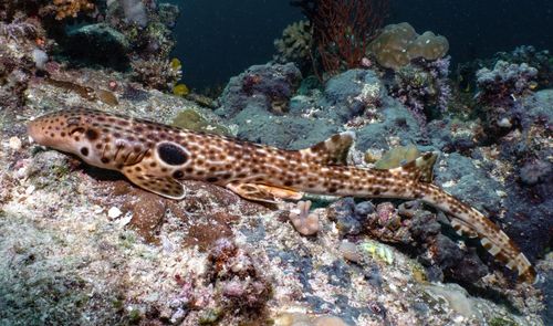 Loài cá mập Hemiscyllium dudgeonae có khả năng đi chuyển dưới đáy biển bằng vây. Ảnh: Ocean Science Foundation.