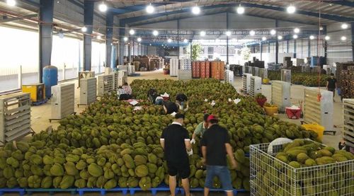 Nâng cao giá trị sầu riêng thông qua liên kết sản xuất và xuất khẩu.