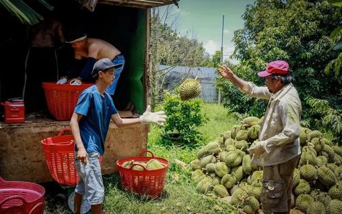 Sầu riêng đang tạo động lực phát triển kinh tế cho địa phương.