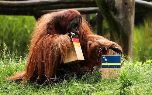 Đười ươi 'tiên tri' Walter dự đoán Đức thắng sít sao Ecuador ở lượt cuối bảng E World Cup 2026.