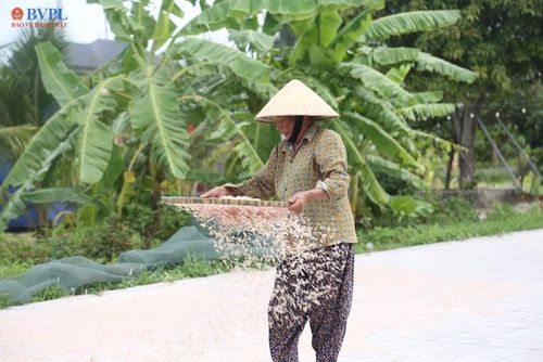  Tất bật phơi moi giữa trời nắng nóng.