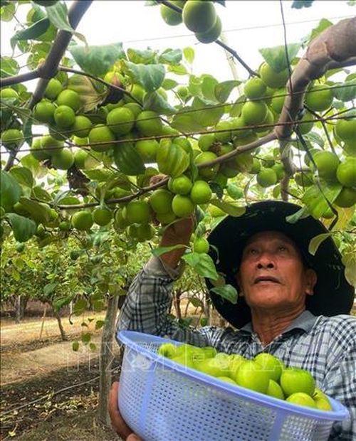 Ông Hồ Tấn Cường thu hoạch táo được trồng theo quy trình thâm canh tiêu chuẩn quốc gia (VietGAP). Ảnh: TTXVN phát