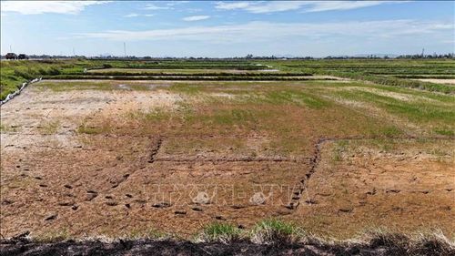 Ruộng lúa của người dân tại thôn Phúc Thanh, xã Thạch Khê bị khô hạn do thiếu nước và nắng nóng kéo dài.