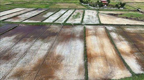 Tình trạng khô hạn khiến các diện tích lúa hè thu đứng trước nguy cơ bị thiệt hại.