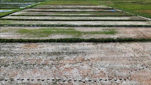 Nhiều diện tích canh tác lúa hè thu tại xã Thạch Khê bị héo và chết do khô hạn.