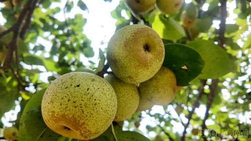 Những vườn lê trĩu cành đang vào mùa đẹp nhất, được người dân chăm chút, sẵn sàng trở thành điểm trải nghiệm hấp dẫn tại chương trình “Si Ma Cai - Hương sắc vùng cao”.