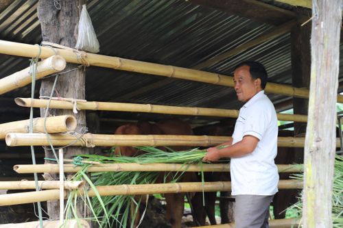 Anh Đinh Đức Anh đã tận dụng lợi thế về điều kiện tự nhiên để phát triển chăn nuôi bò