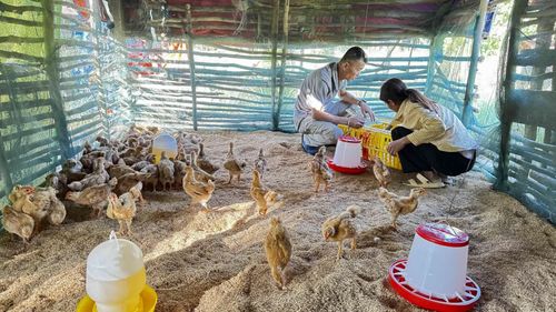 Gà ri giống được thả vào chuồng nuôi của một hộ dân ở bản Hang Chuồn, xã Trường Sơn - Ảnh: Quang Ngọc