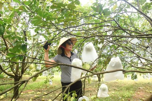 Một mô hình trồng bưởi hồng hữu cơ tại thôn Phú Hưng - Ảnh: Đ.V