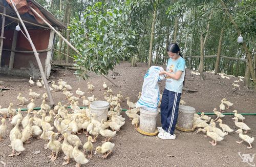 Ngoài thời gian học, em Vy Thị Lanh, học sinh lớp 9B, Trường THCS Tân Thành, xã Tân Thành, luôn phụ giúp việc gia đình.