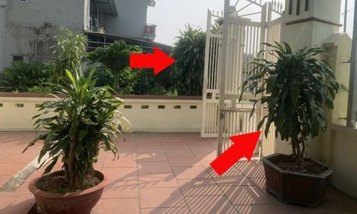 Cây Thiết Mộc Lan có khả năng thanh lọc không khí, loại bỏ một số chất độc hại và giúp môi trường sống trong lành hơn. Ảnh minh họa.