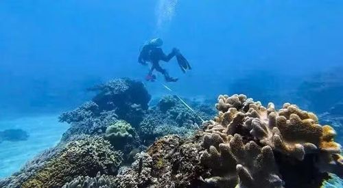 Lặn dọn rác thải nhựa dưới rạn san hô ở đặc khu Lý Sơn.