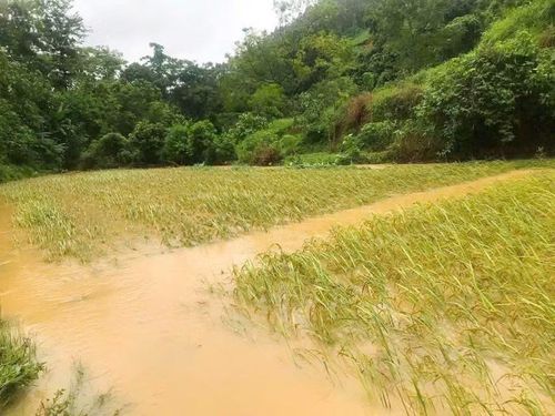 Nhiều diện tích lúa của người dân bị ngập