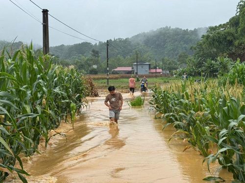 Nhiều diện tích hoa màu đang vụ thu hoạch bị ngập nước.