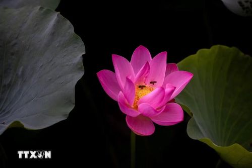 Hoa sen khoe sắc tại tỉnh Giang Tô, Trung Quốc. (Ảnh: THX/TTXVN)