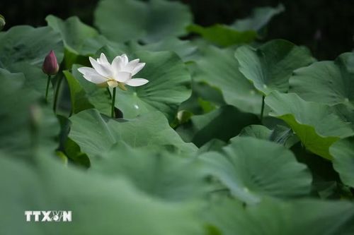 Hoa sen khoe sắc tại tỉnh Hà Bắc, Trung Quốc. (Ảnh: THX/TTXVN)