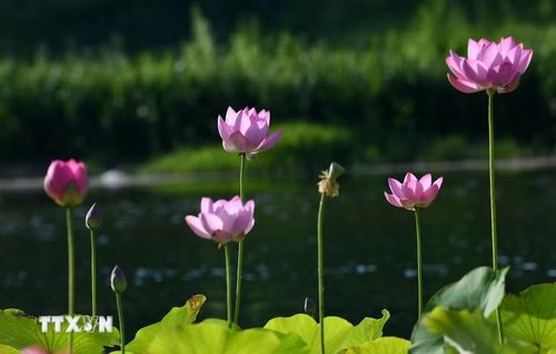 Hoa sen khoe sắc tại tỉnh Hà Nam, Trung Quốc. (Ảnh: THX/TTXVN)