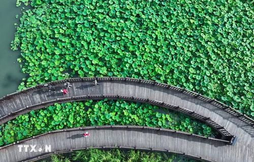 Du khách chiêm ngưỡng vẻ đẹp hoa sen tại tỉnh Giang Tô, Trung Quốc. (Ảnh: THX/TTXVN)