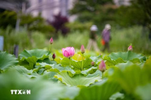 Hoa sen khoe sắc tại tỉnh Giang Tô, Trung Quốc. (Ảnh: THX/TTXVN)