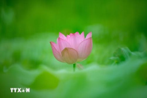 Hoa sen khoe sắc tại tỉnh Giang Tô, Trung Quốc. (Ảnh: THX/TTXVN)