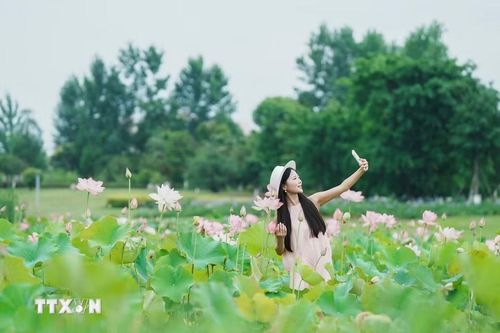 Du khách chụp ảnh bên hoa sen tại tỉnh Tứ Xuyên, Trung Quốc. (Ảnh: THX/TTXVN)