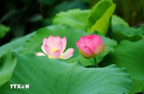 Hoa sen khoe sắc tại tỉnh Chiết Giang, Trung Quốc. (Ảnh: THX/TTXVN)